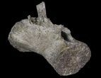 Thescelosaurus? Caudal Vertebrae - Hell Creek Formation #66480-1